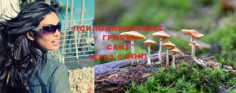 Галлюциногенные грибы Cubensis  хочу наркоту  Каргополь 